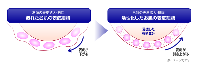 肌表面説明図