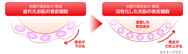 肌表面説明図