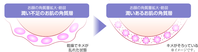 角質層のイメージ