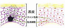 メラニンの生成イメージ